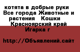 котята в добрые руки - Все города Животные и растения » Кошки   . Красноярский край,Игарка г.